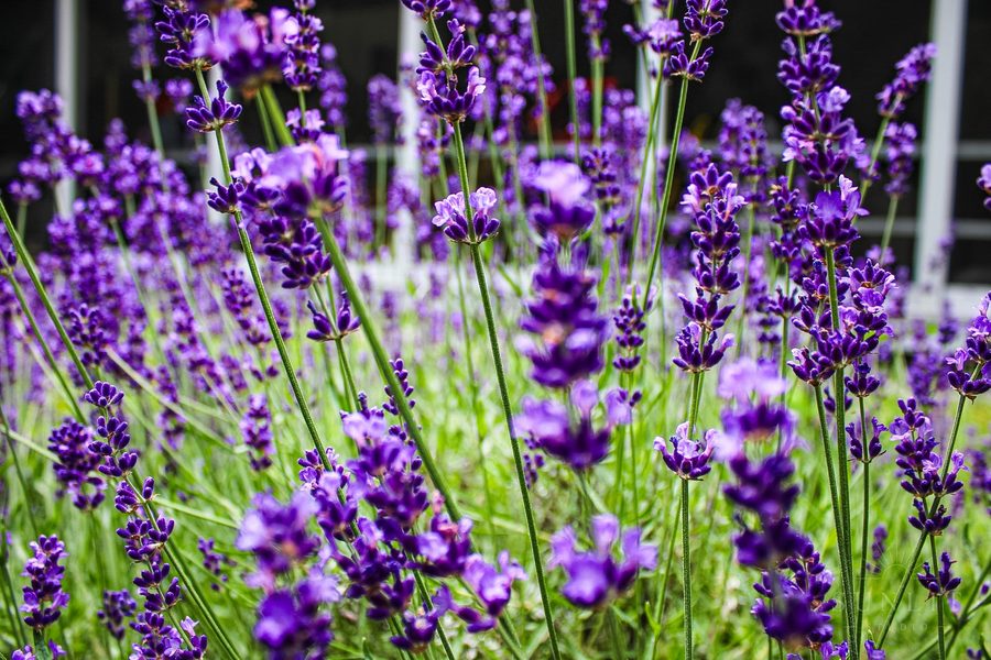 Natural light nature and garden photography