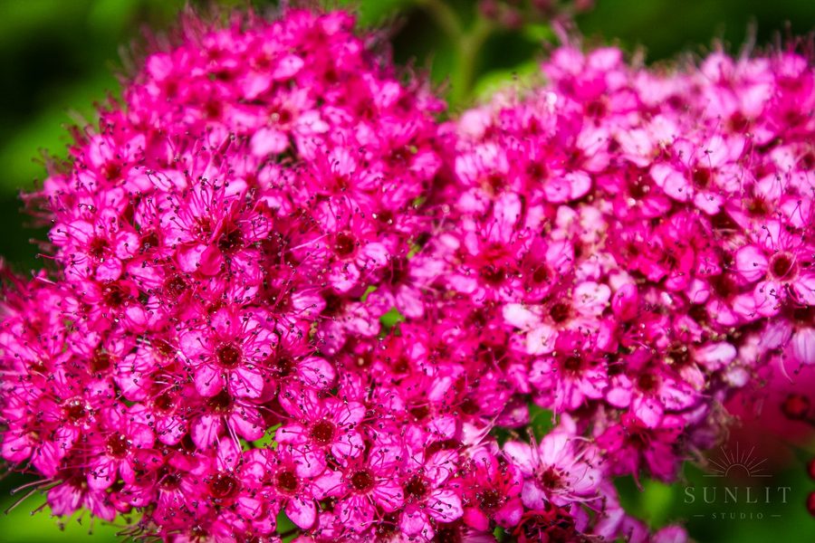 Natural light nature and garden photography