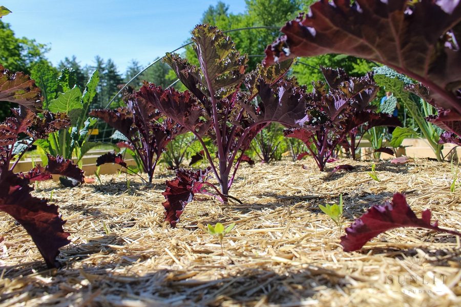 Natural light nature and garden photography