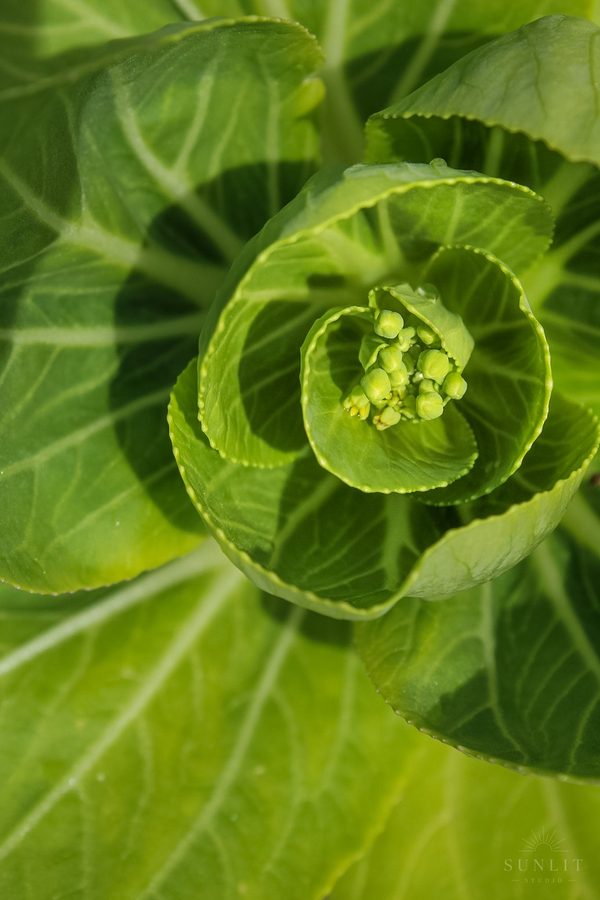 Natural light nature and garden photography